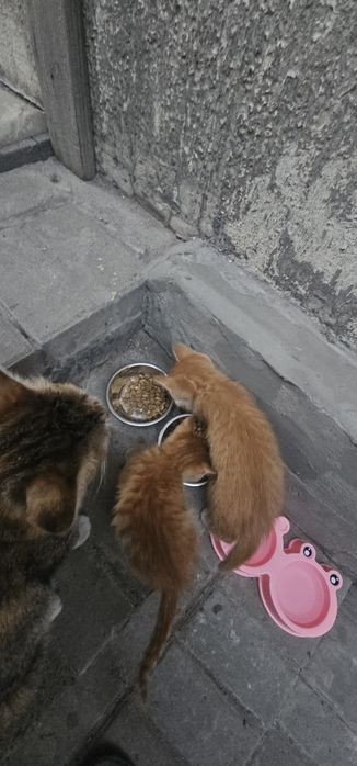 Отдаю в хорошие добрые руки котиков