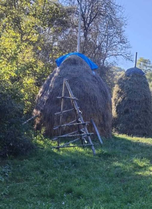 Fân si otavă   de vânzare