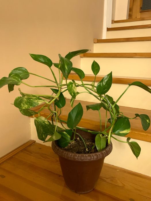 Домашние ростения.