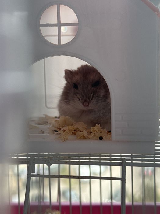 Хамяка продаем Алматы