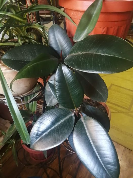 Домашние растения