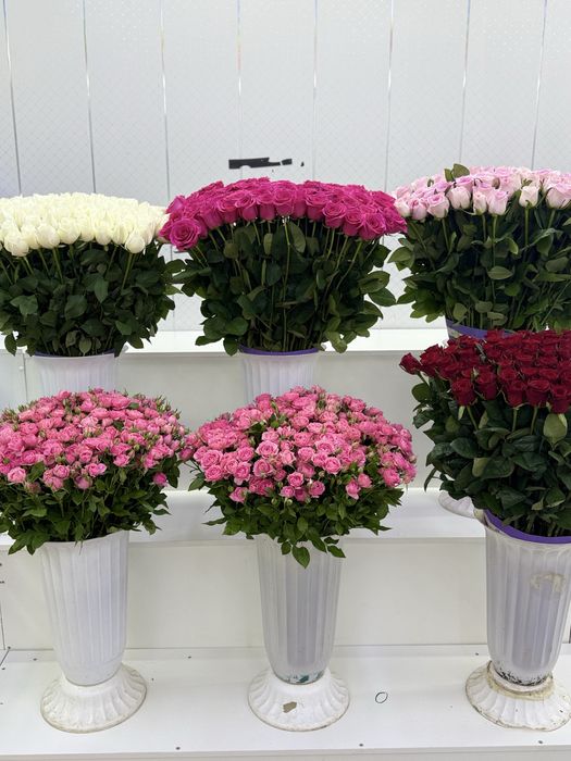 51 роза по АКЦИИ!