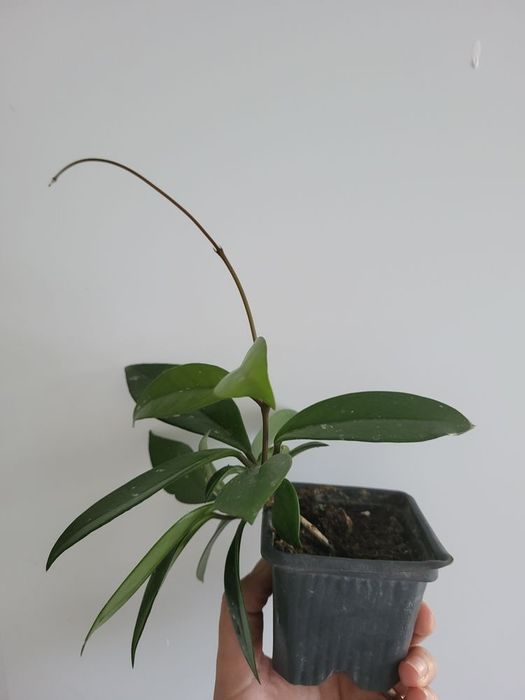 Hoya carnoasa puiuț