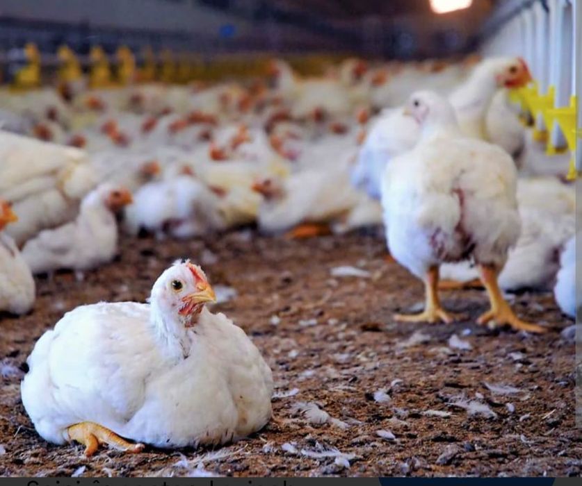 Ferma de păsări DR CLEJA din Blaj, vinde pui  carne și mixti