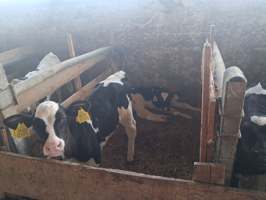 Vand vitele holstein