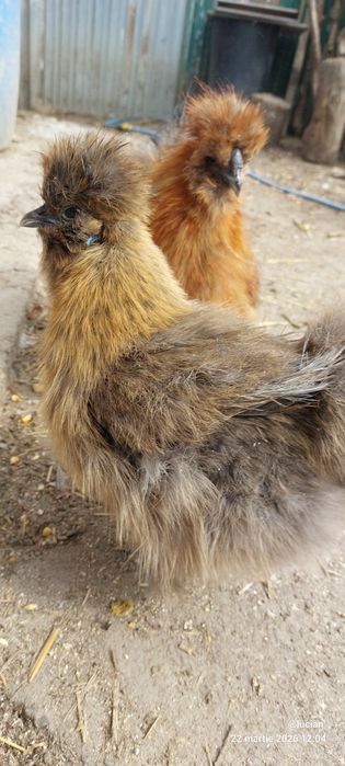 Motata japoneza familie 2+1