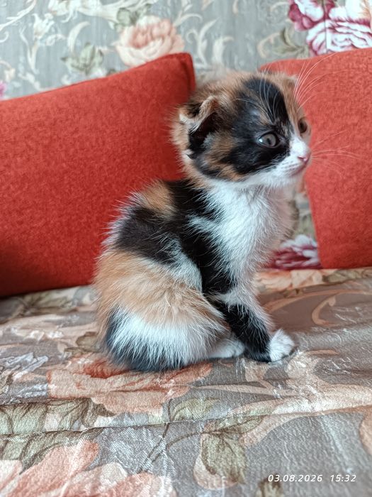 Отдам котят в добрые руки
