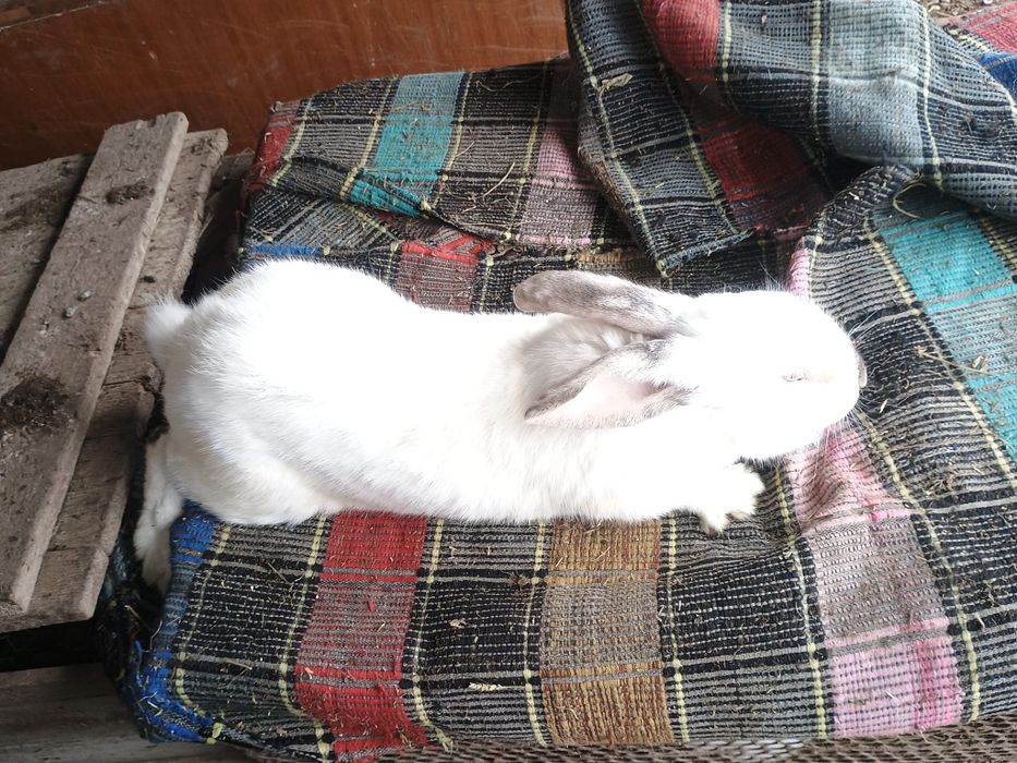 Iepurirasi rasa marele transilvanian