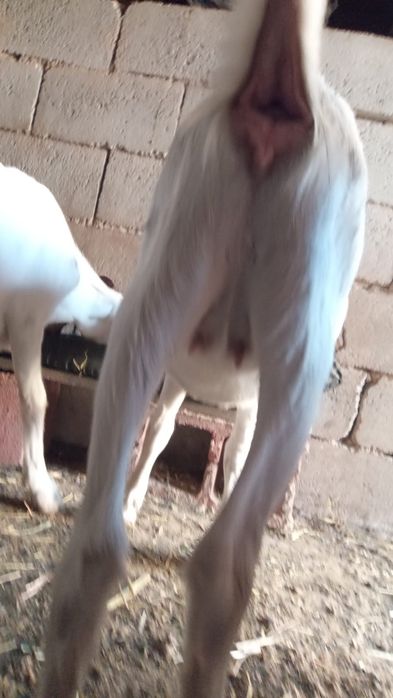 Сүтті  ешкілер және лақтар