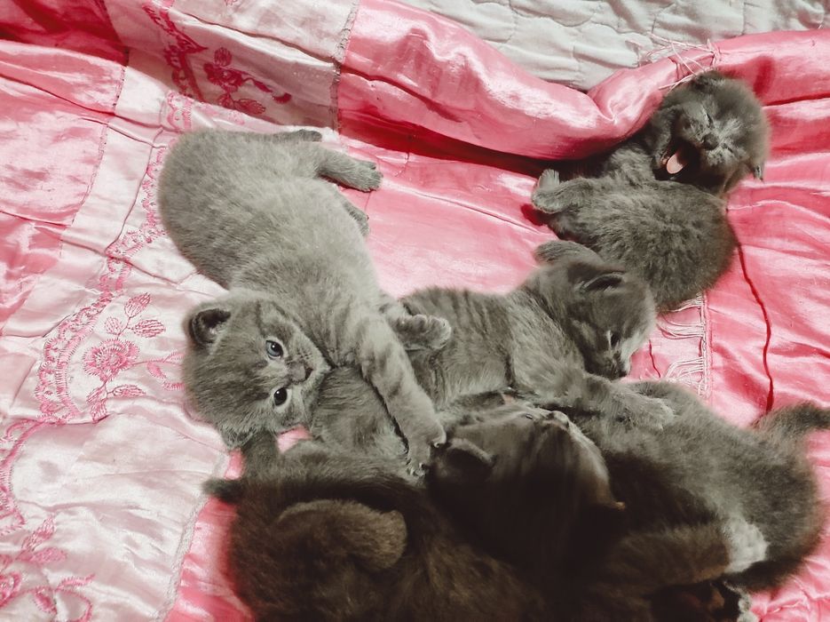 Mushukchalar sotiladi