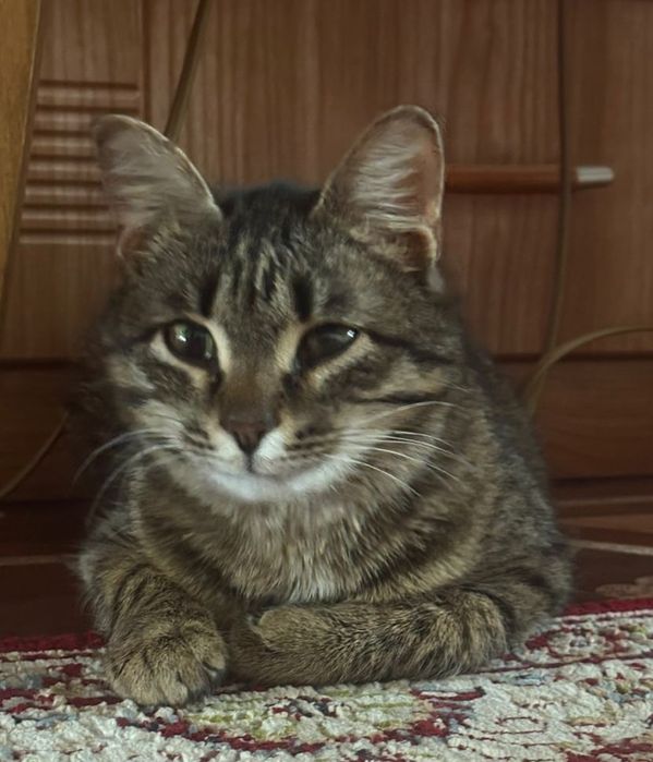 Пристраивается кошечка - читайте описание