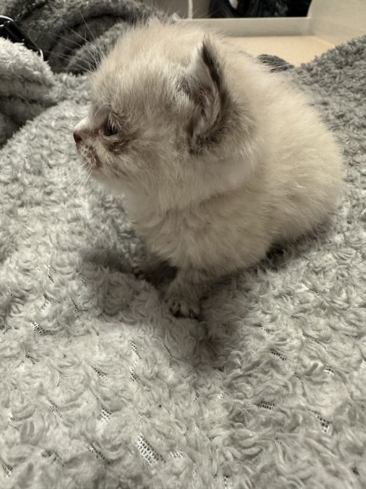 Отдам котенка в хорошие руки