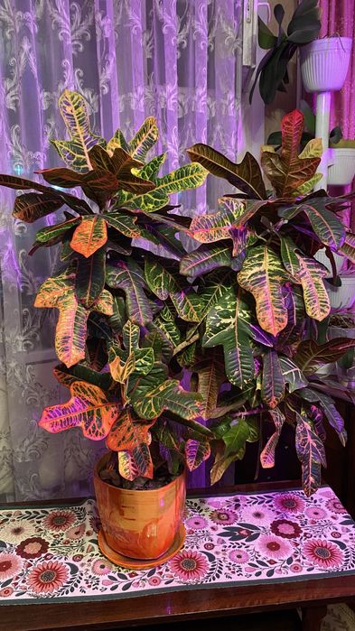 Продам шикарнейший Кодиеум (кротон)