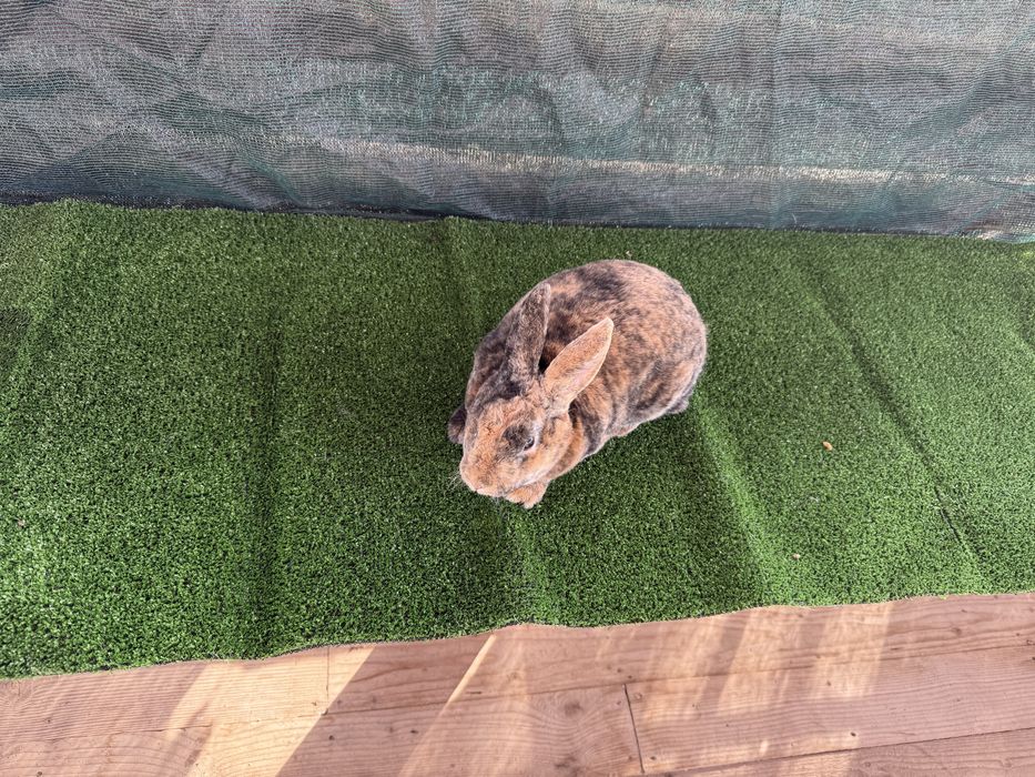 Продавам зайците на снимките от породата Рекс