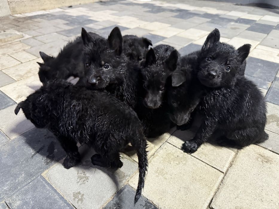 Щенята Немецкой Овчарки