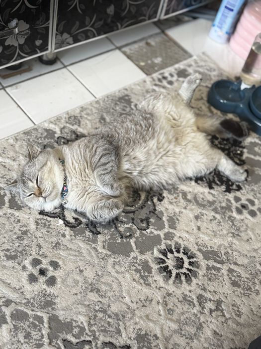 Вязка шиншилла бакувват насл олиш учун. Келин суравотти узига