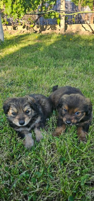 Căței pentru adoptie