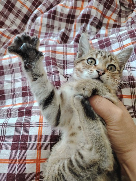 Отдам кошечку в добрые руки