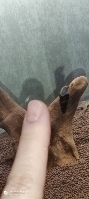 Продам улиток тиломилания( кролик)