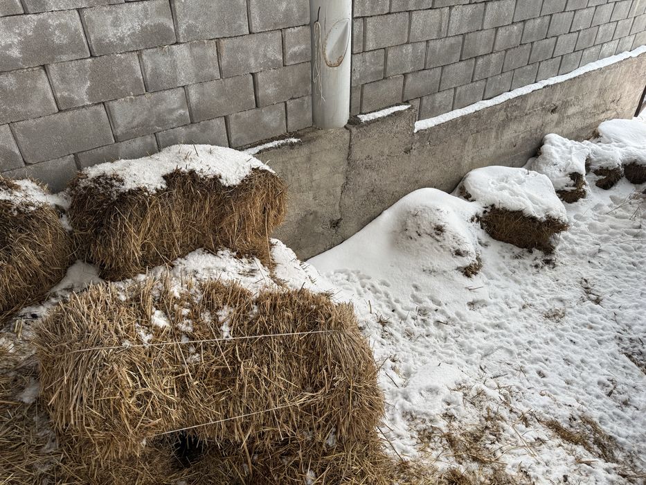 Шоп сабан арпа сабан