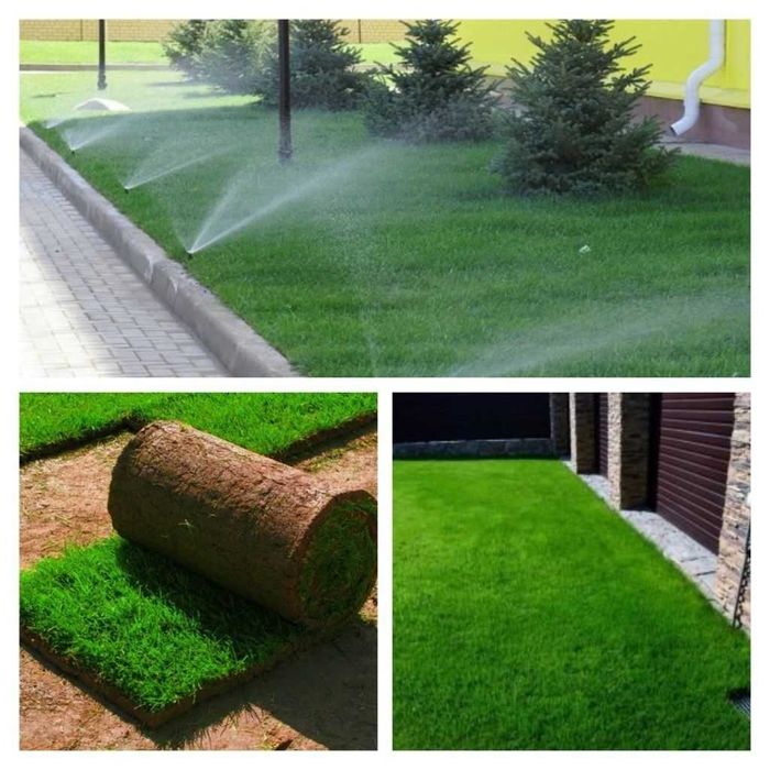 GAZON  arzon va sifatli hazon ekamiz