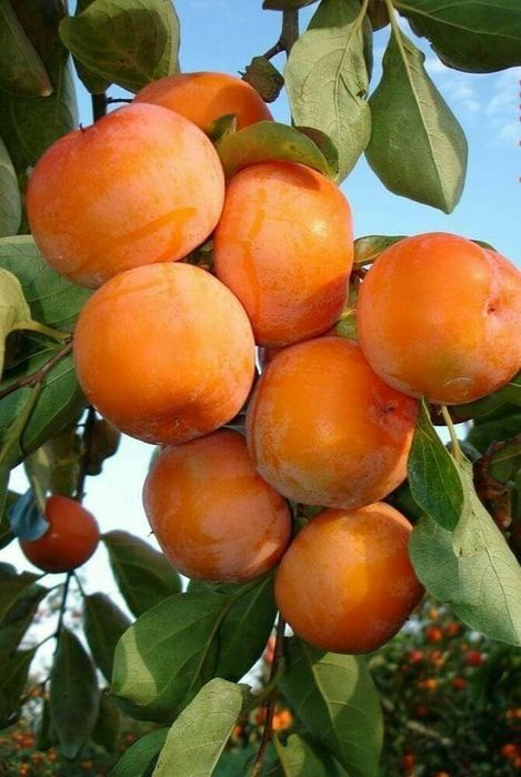 Kaki (Soiuri Diferite Rezistente la Ger )