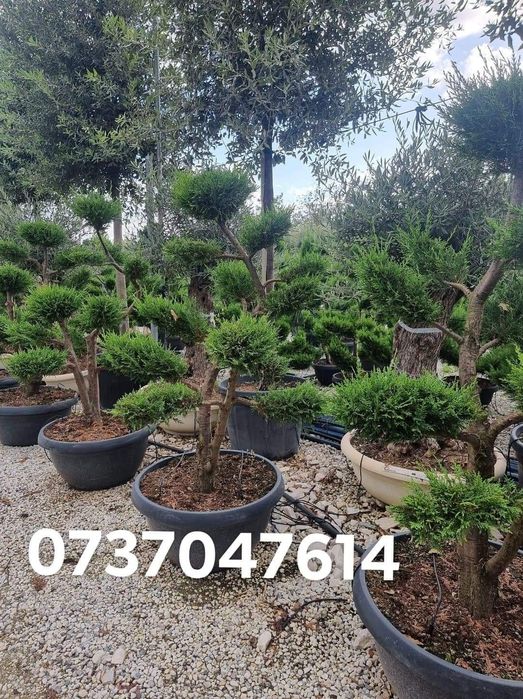 Robinia  umbraculufera ( salcam globular) artar japonez catalpa globul