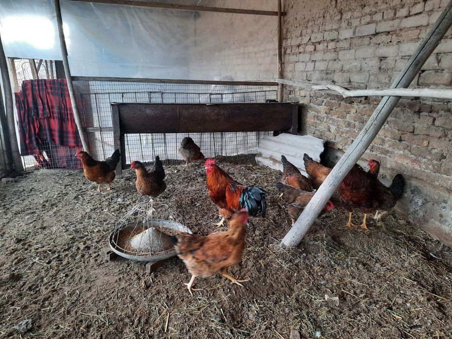 Кучинская юбилейная тухумлари