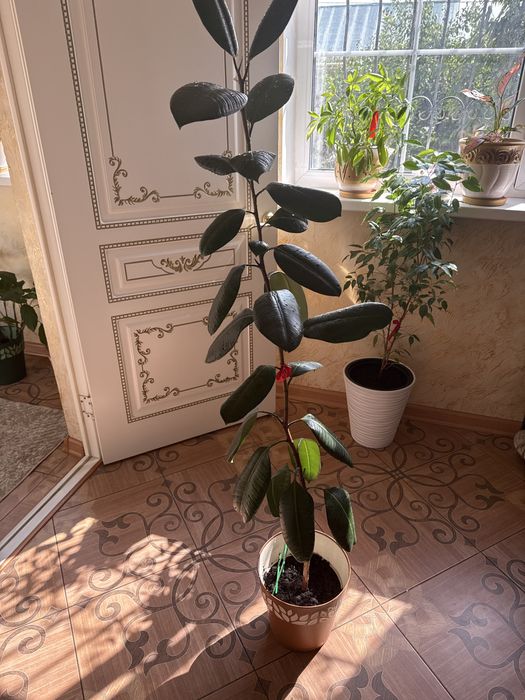 фикус эластика комнатное растение