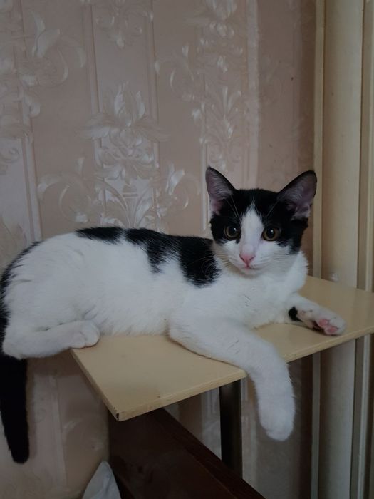 Котята,3 месяца,разные