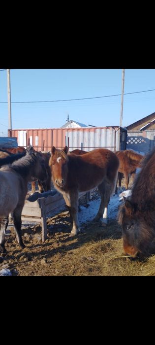 Тайчики,жеребята