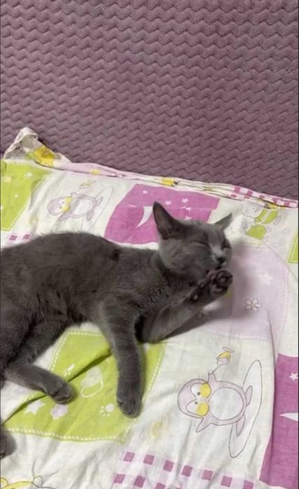 Отдам котенка БЕСПЛАТНО