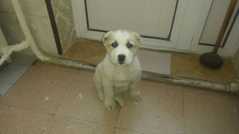 Кучук сотилади 5 ойлик тахминан