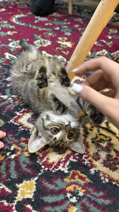 Отдадим котенка