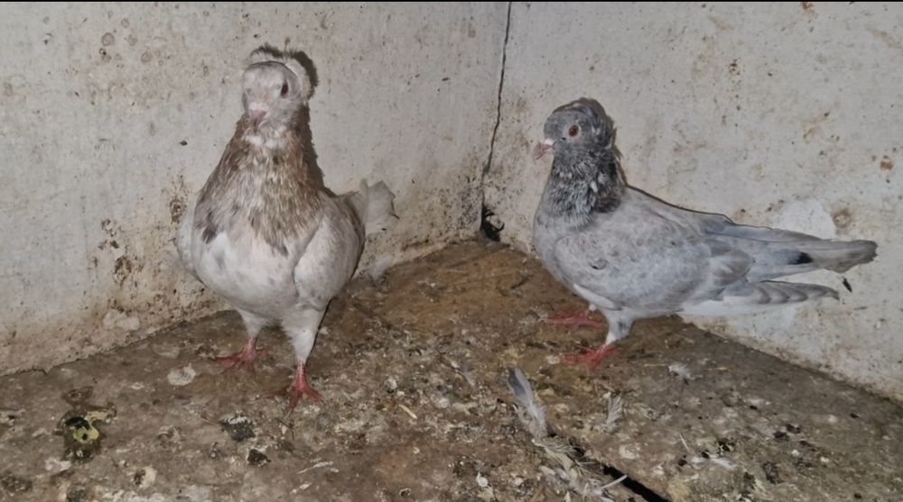 Чубатые челкари      .