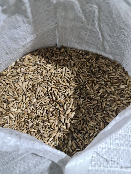 семена расторопши