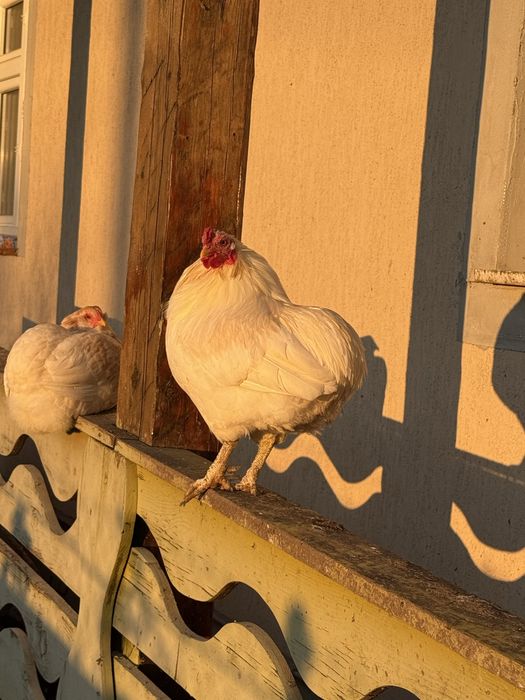 Vand cocosi araucana