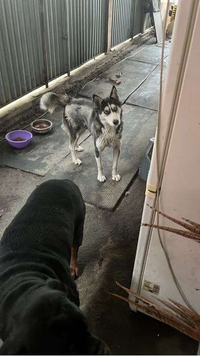 Нашли собаку девочка Хаски