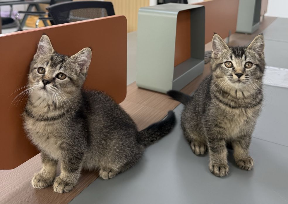 Отдаём котят-девочек в добрые руки