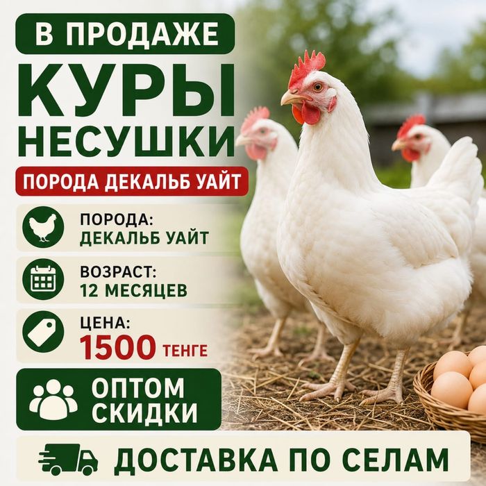 Продам курей несушек