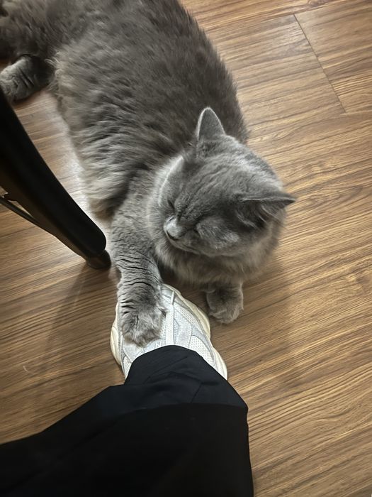 продава се 150 лв.!