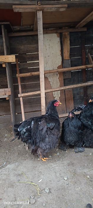 Ouă de cochinchina uriaș