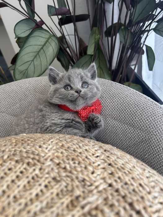 British shorthair