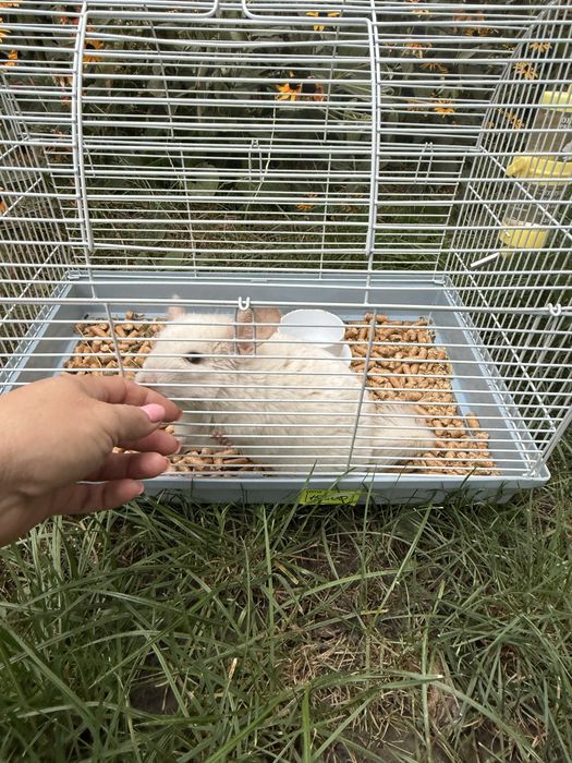 Продам Шиншилу ,мальчик