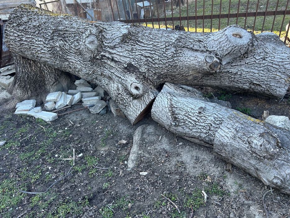 Орех материал дебел