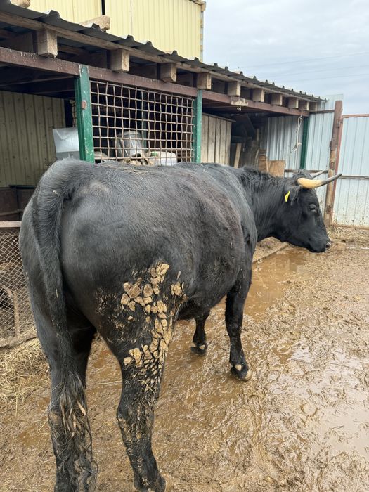 Бык, с откорма 2,2 года.