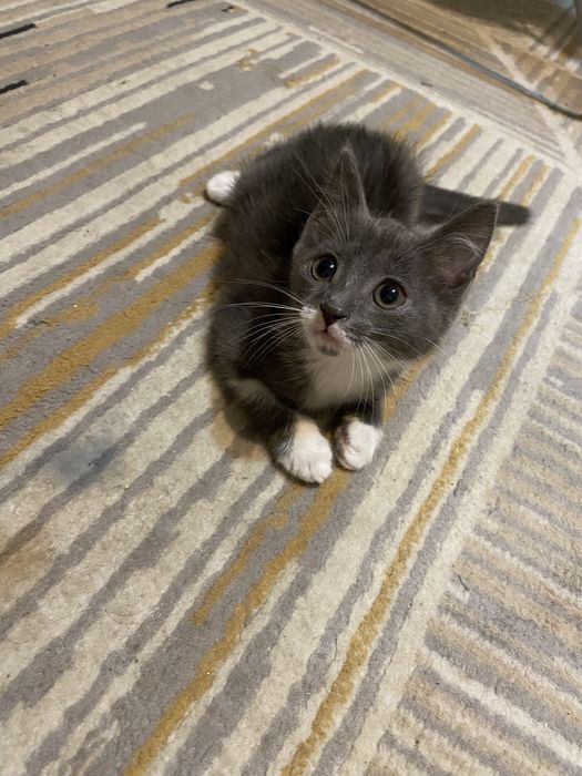 Котенок ищет дом!