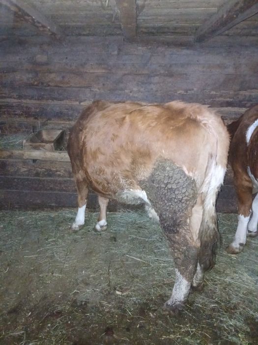 Vand vaca baltata romaneasca