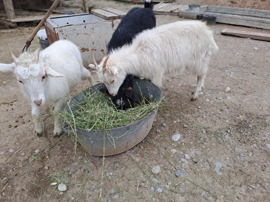 Лақ бар сатылатын