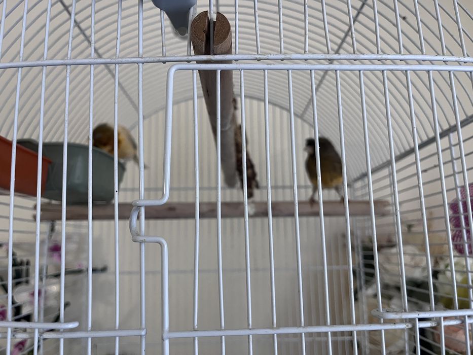 Cauta alta casa , familie  de canari (el canta foarte frumos ) .